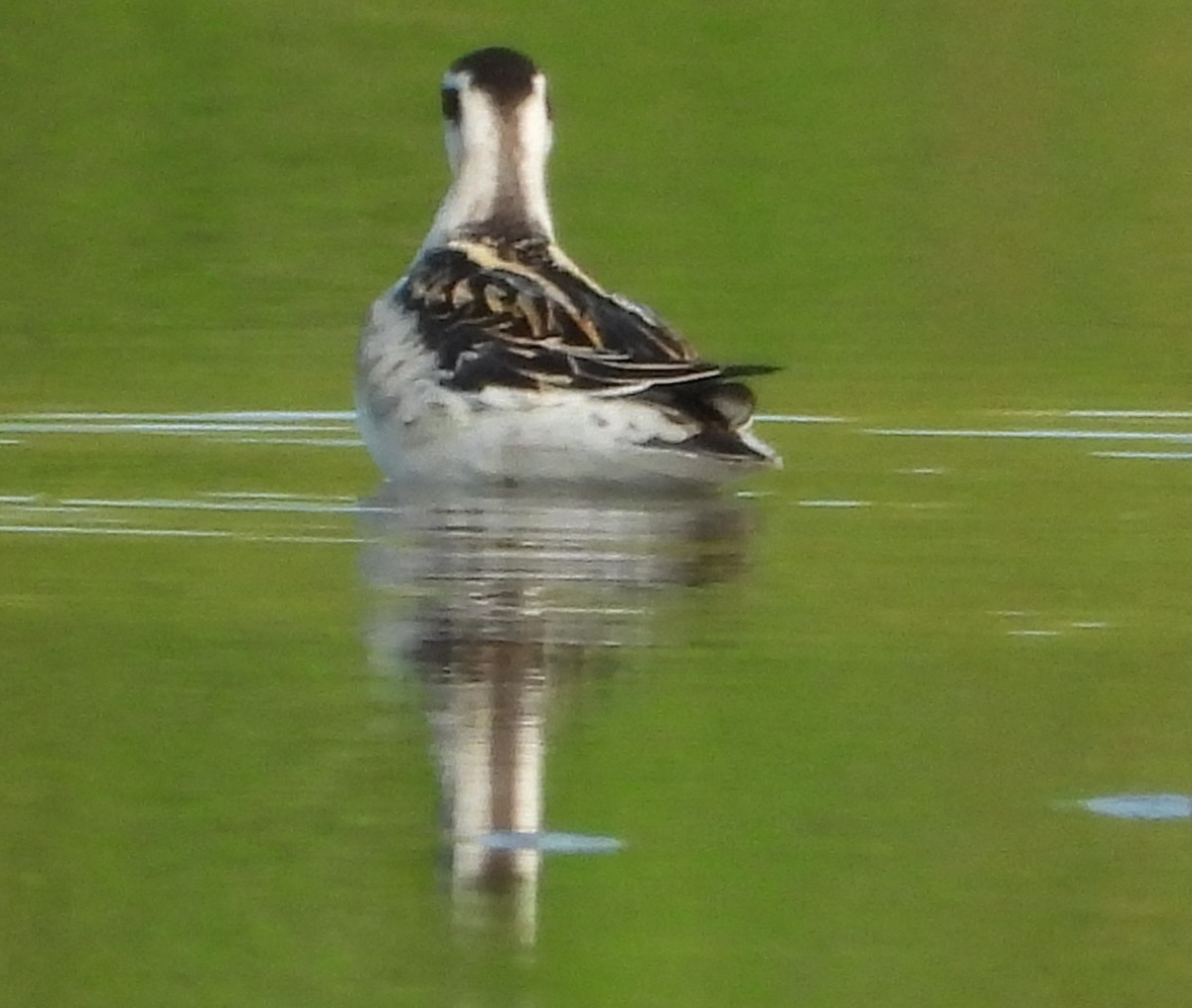 Phalarope à bec étroit - ML622714716