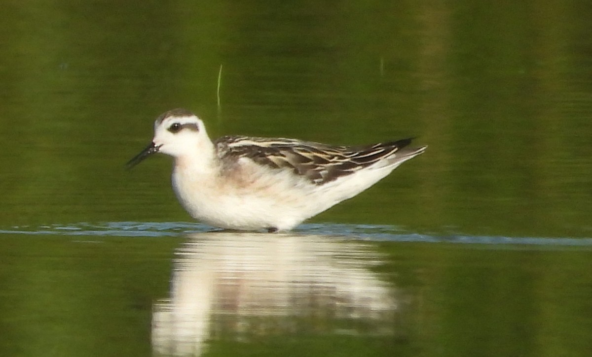 Phalarope à bec étroit - ML622714717