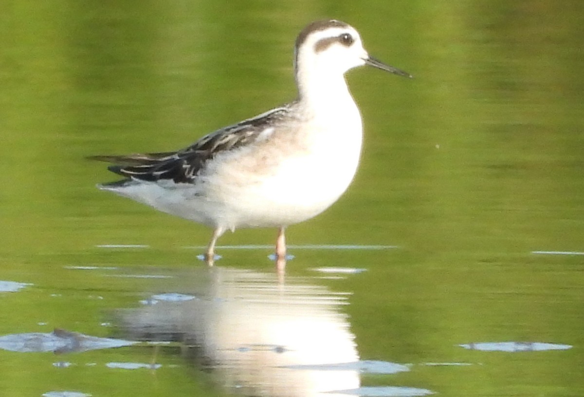 Phalarope à bec étroit - ML622714718