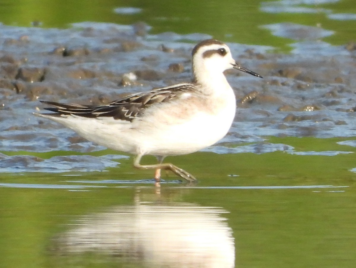 Phalarope à bec étroit - ML622714719