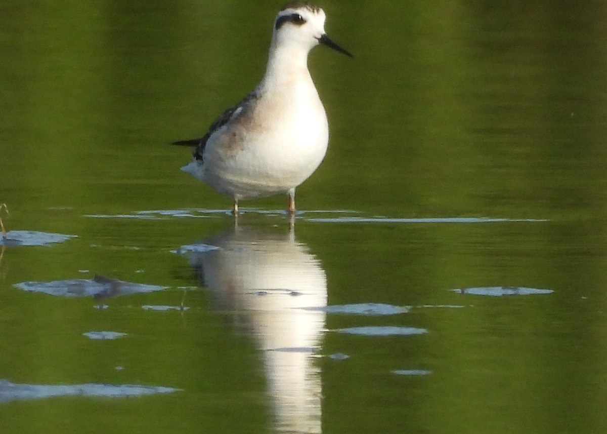 Phalarope à bec étroit - ML622714720