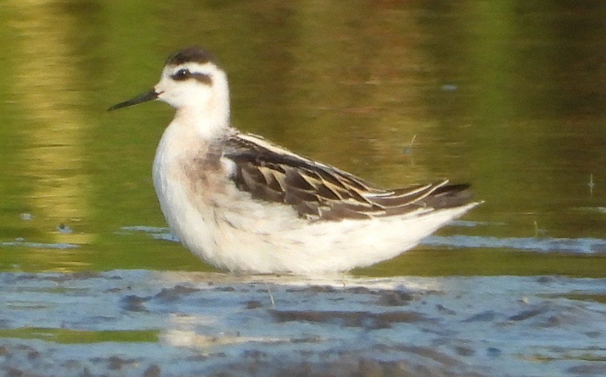 Phalarope à bec étroit - ML622714721