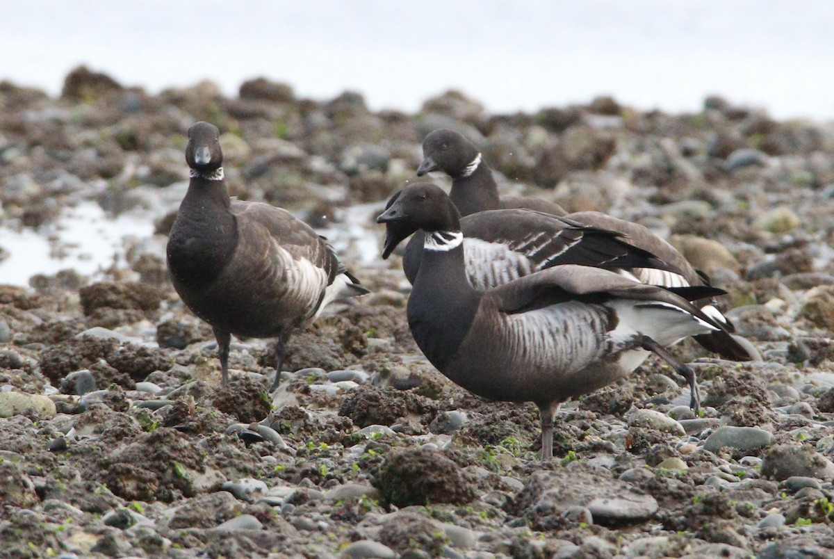 Bernache cravant (nigricans) - ML622714812