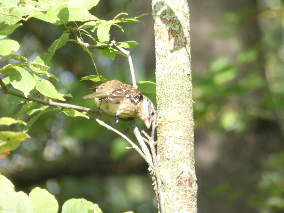 Rose-breasted Grosbeak - ML622714824