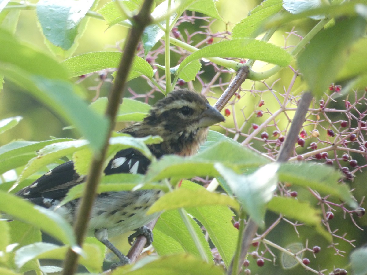 Rose-breasted Grosbeak - ML622714826