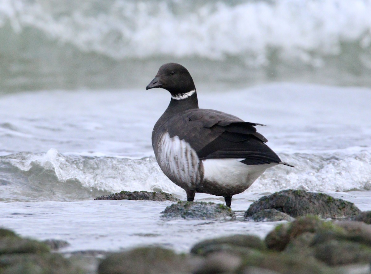 Bernache cravant (nigricans) - ML622714827