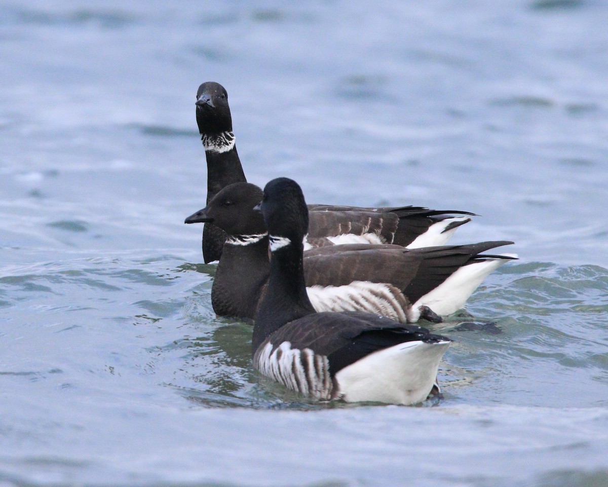 Bernache cravant (nigricans) - ML622714828