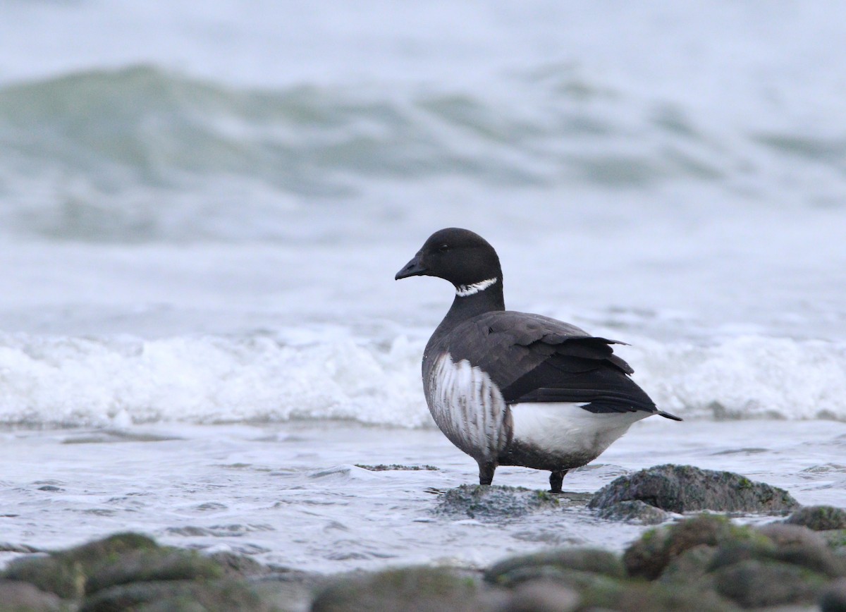 Bernache cravant (nigricans) - ML622714835