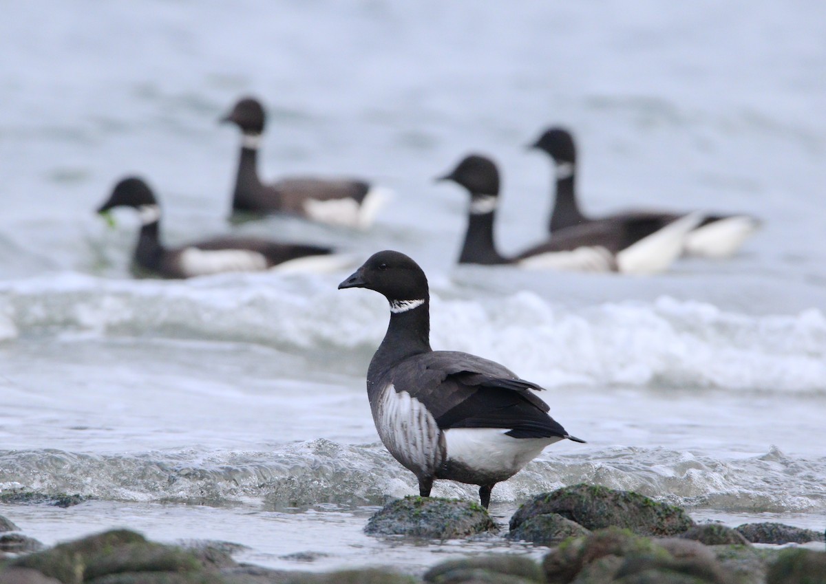 Bernache cravant (nigricans) - ML622714837