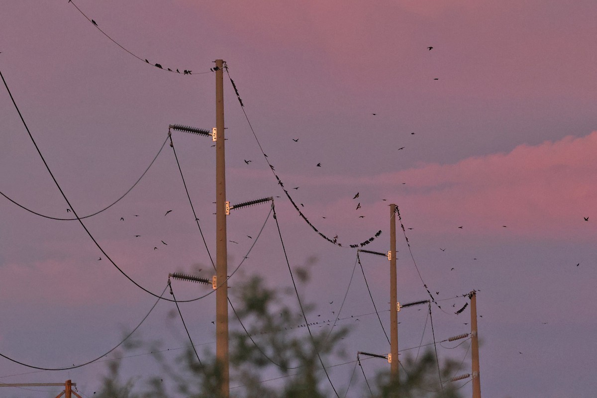 Purple Martin (hesperia) - ML622714858