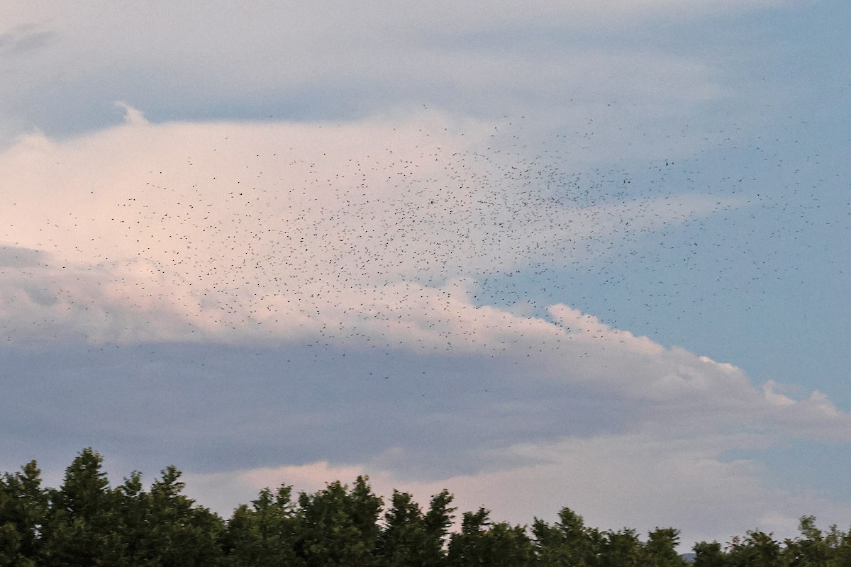 Purple Martin (hesperia) - Richard Fray