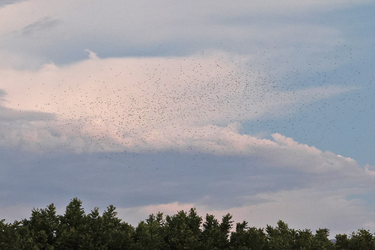 Purple Martin (hesperia) - ML622714872