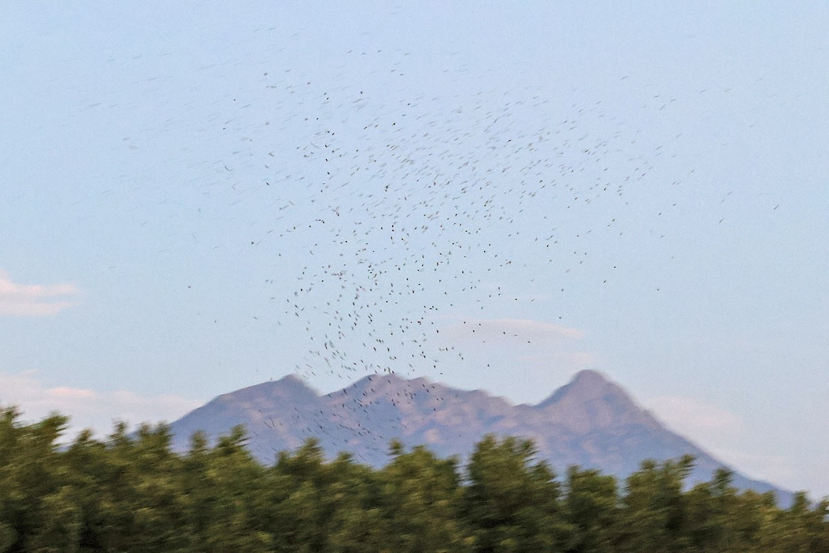 Purple Martin (hesperia) - ML622714873