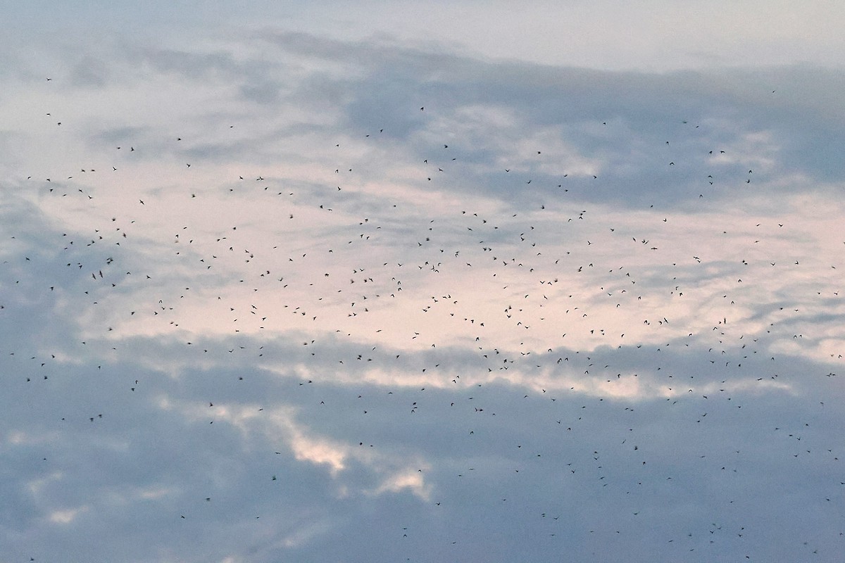 Purple Martin (hesperia) - ML622714875