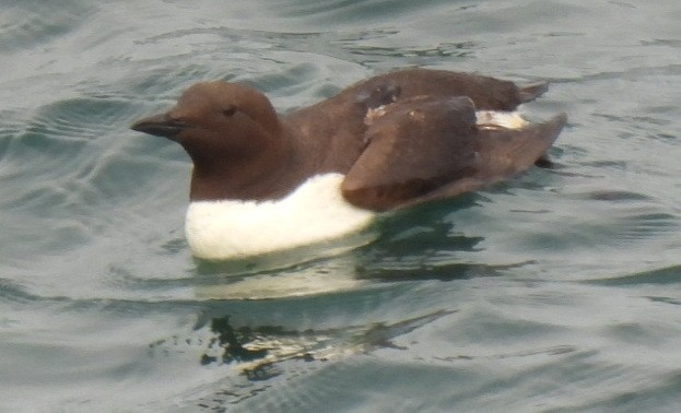 Guillemot marmette - ML622714877