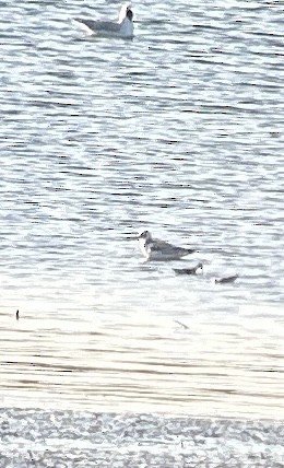 Gabbiano di Bonaparte - ML622714884