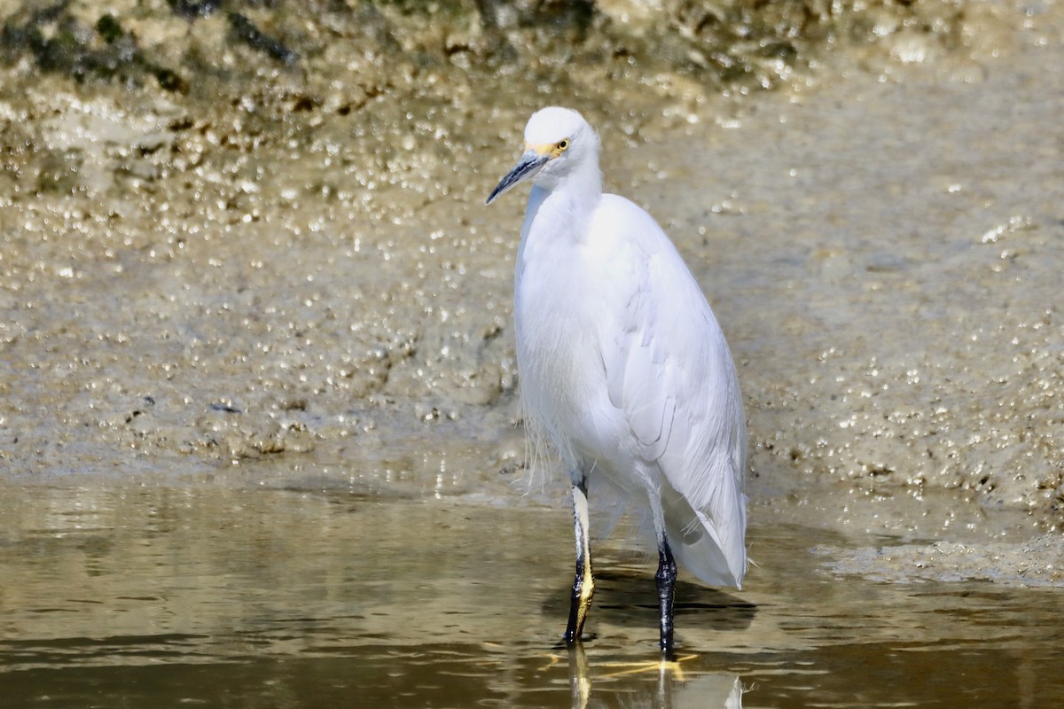 Snowy Egret - ML622714956