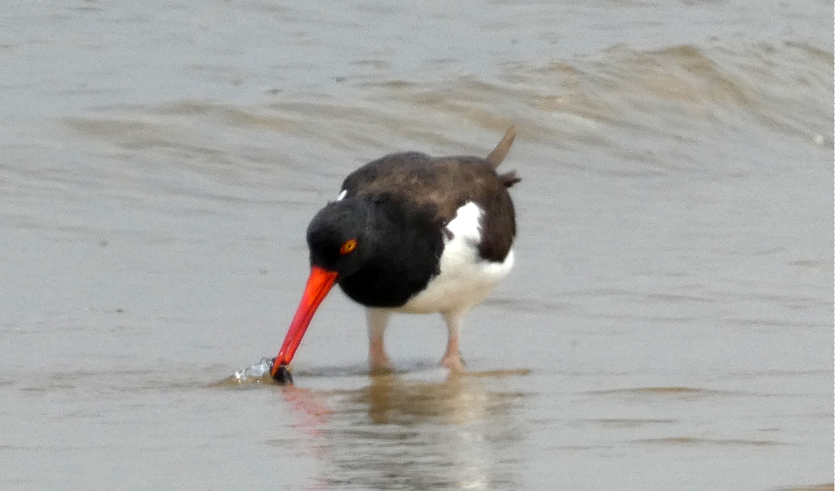 Американский кулик-сорока - ML622715027