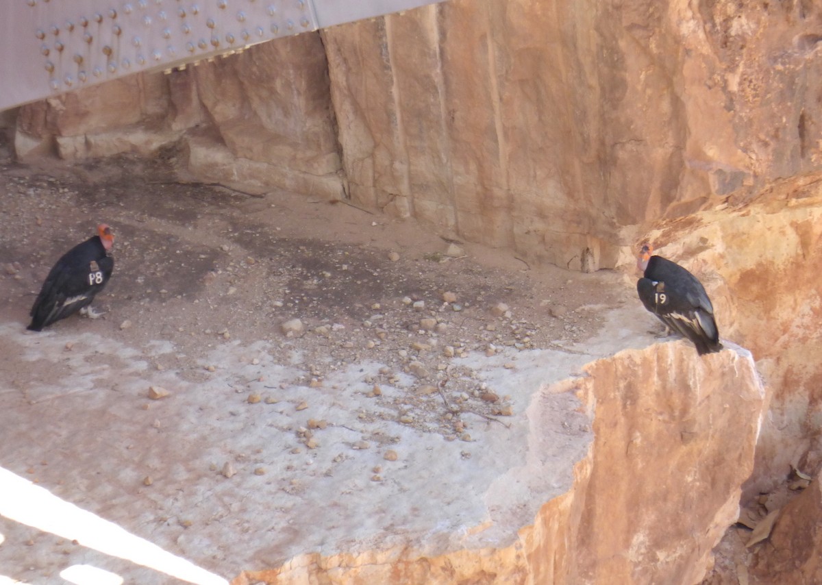 California Condor - Laura Rhoden