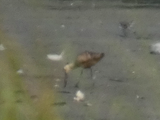 Marbled Godwit - ML622715032