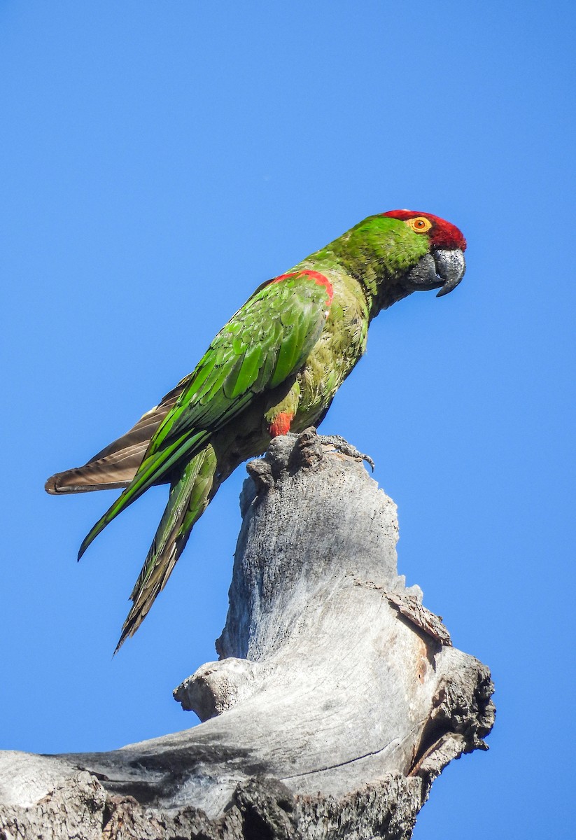 Thick-billed Parrot - ML622715065