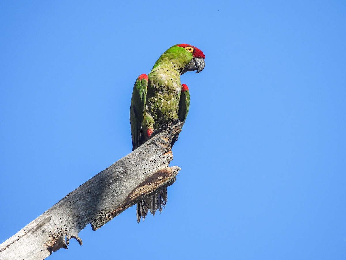 Thick-billed Parrot - ML622715066