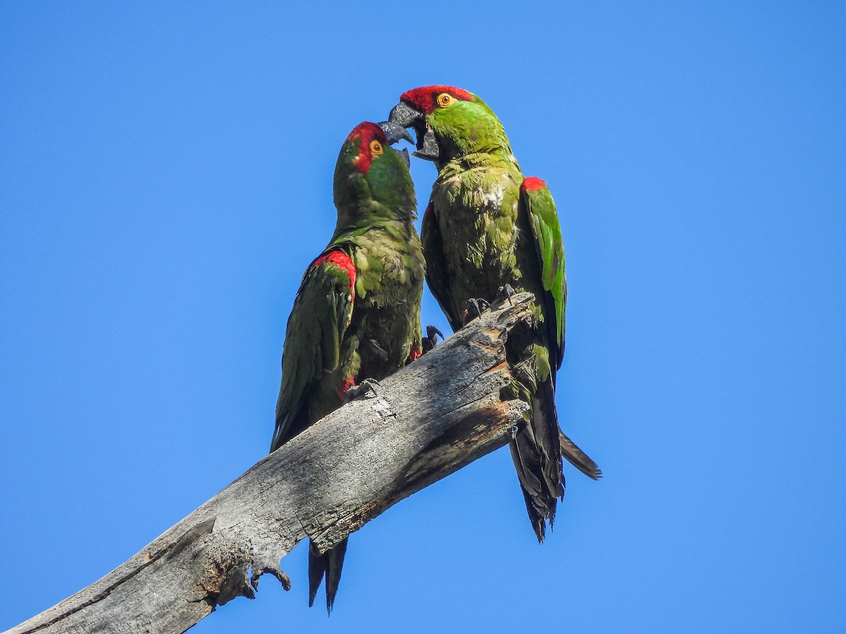 Thick-billed Parrot - ML622715067