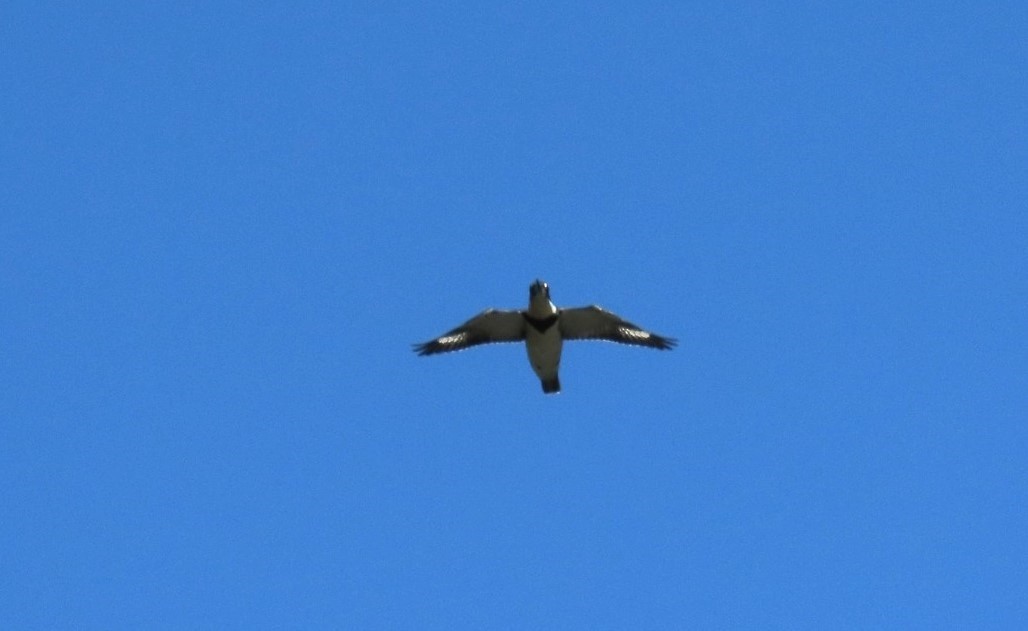 Belted Kingfisher - ML622715129