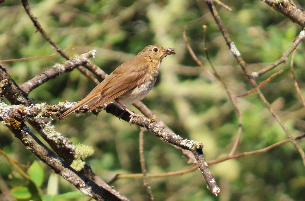 Swainson's Thrush - ML622715141