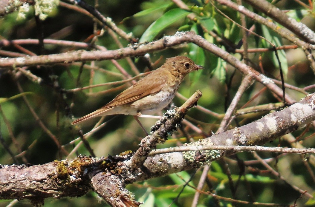 Swainson's Thrush - ML622715157