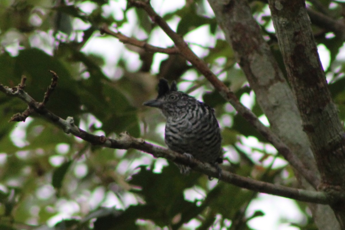 Barred Antshrike (Barred) - ML622715242