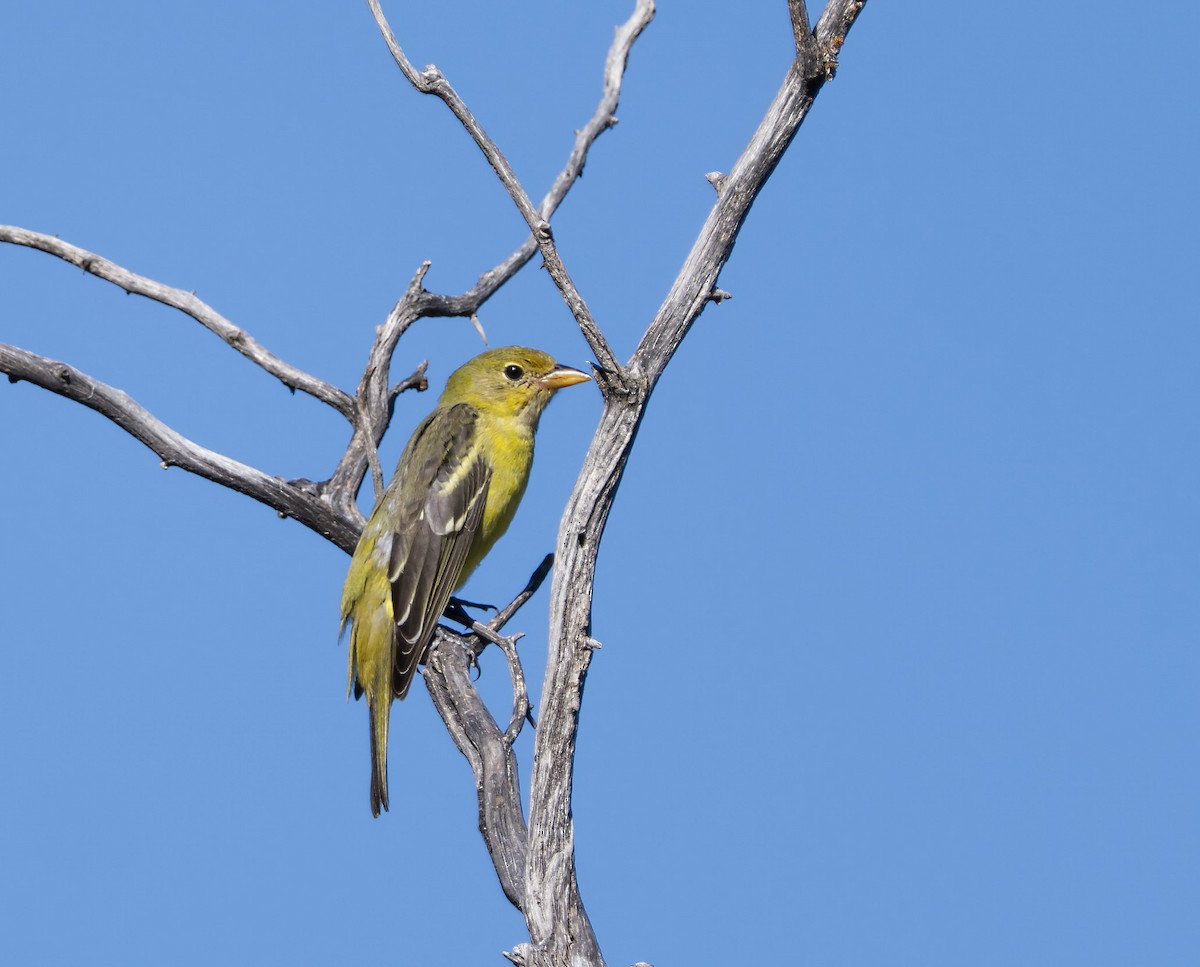 Western Tanager - ML622715264