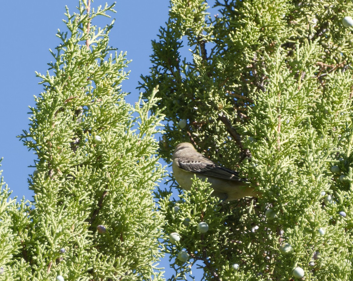 Northern Mockingbird - ML622715282