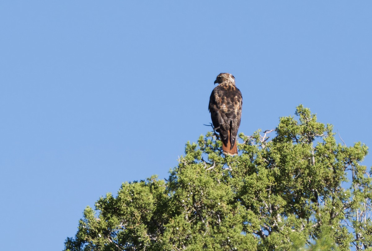 Red-tailed Hawk - ML622715311