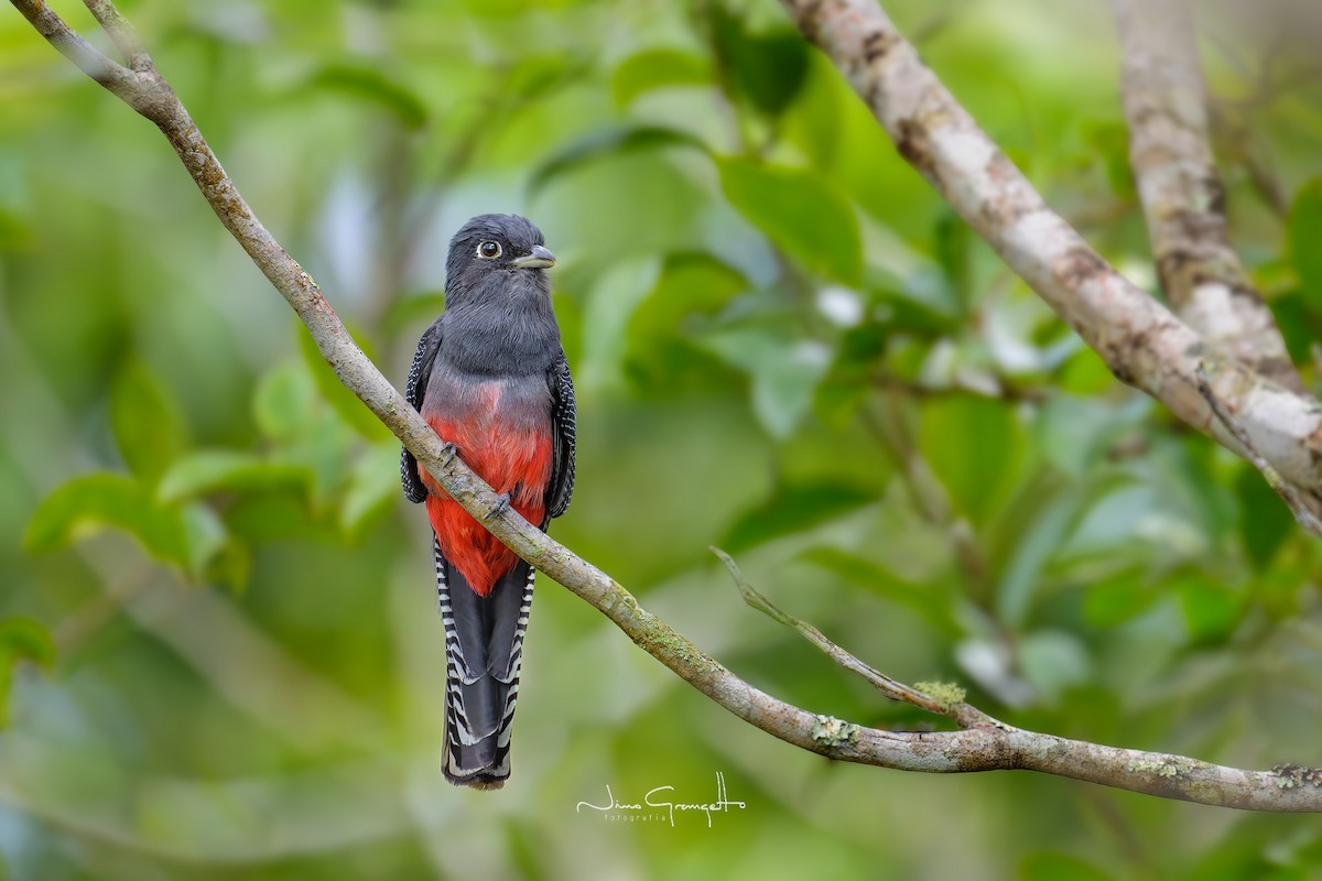 Trogon couroucou - ML622715358