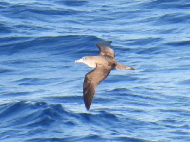 Cory's Shearwater - Joseph McGill