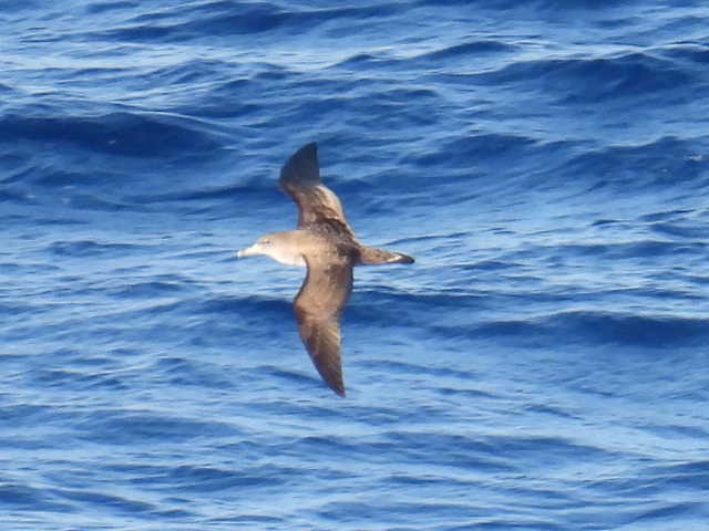 Cory's Shearwater - Joseph McGill