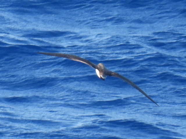 Cory's Shearwater - Joseph McGill