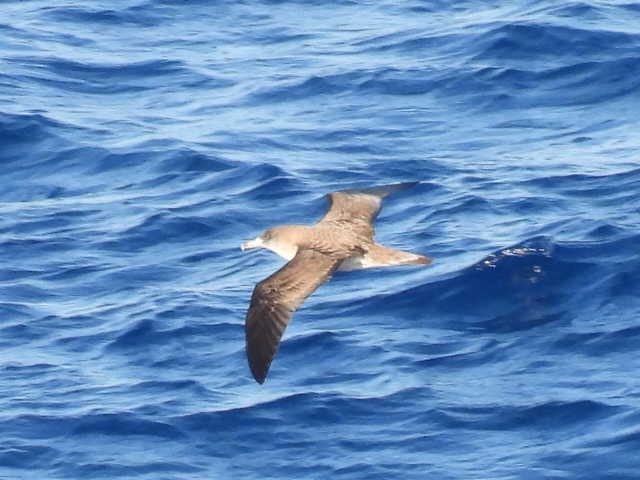 Cory's Shearwater - Joseph McGill