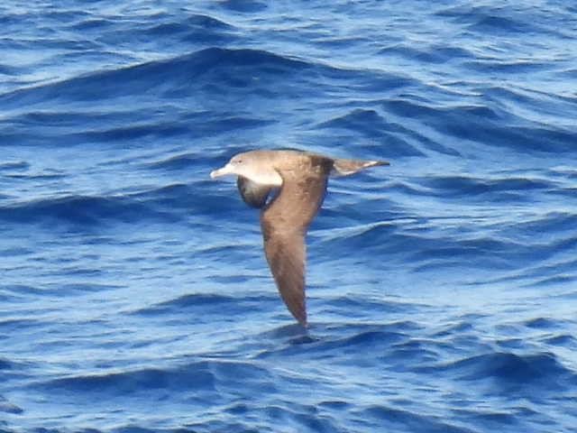 Cory's Shearwater - Joseph McGill