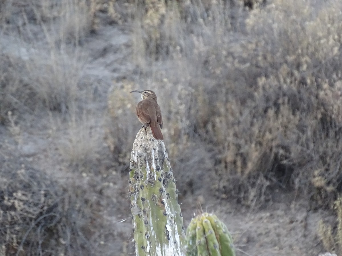 White-throated Earthcreeper - ML622715488