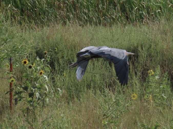 Great Blue Heron - ML622715494