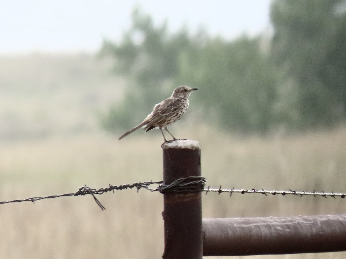 Sage Thrasher - ML622715502