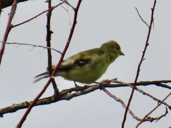 American Goldfinch - ML622715507