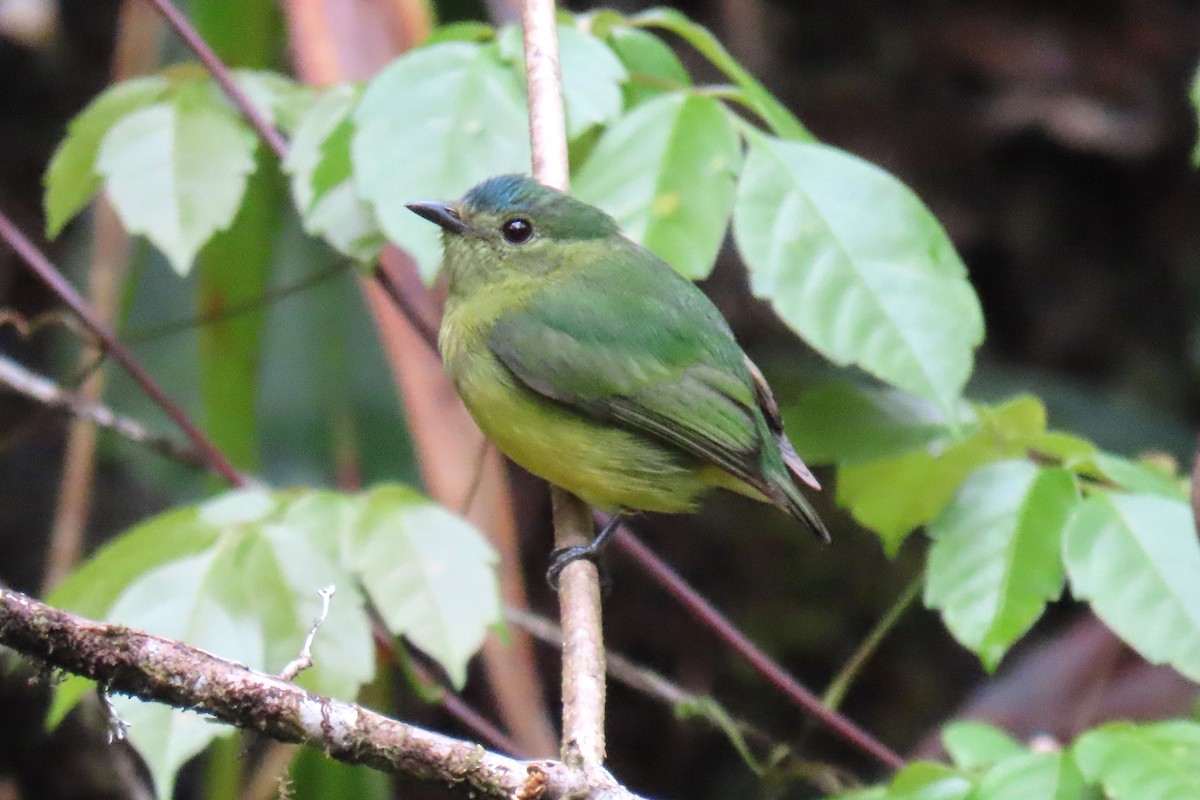 Orange-bellied Manakin - ML622715510