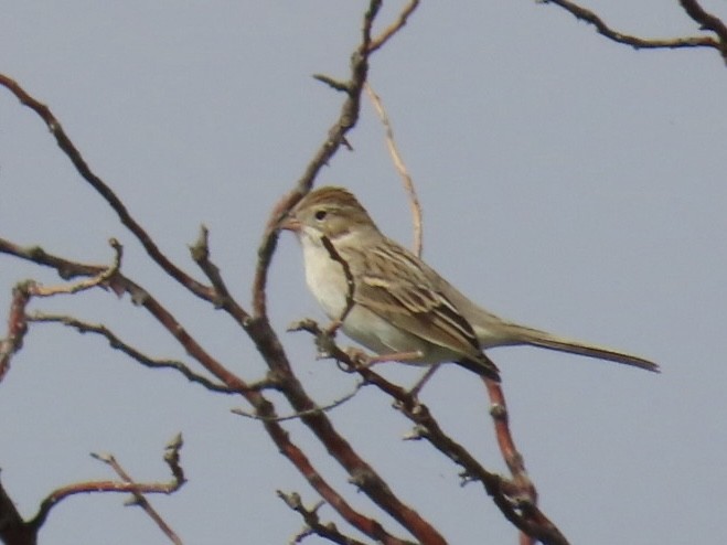 Brewer's Sparrow - ML622715515