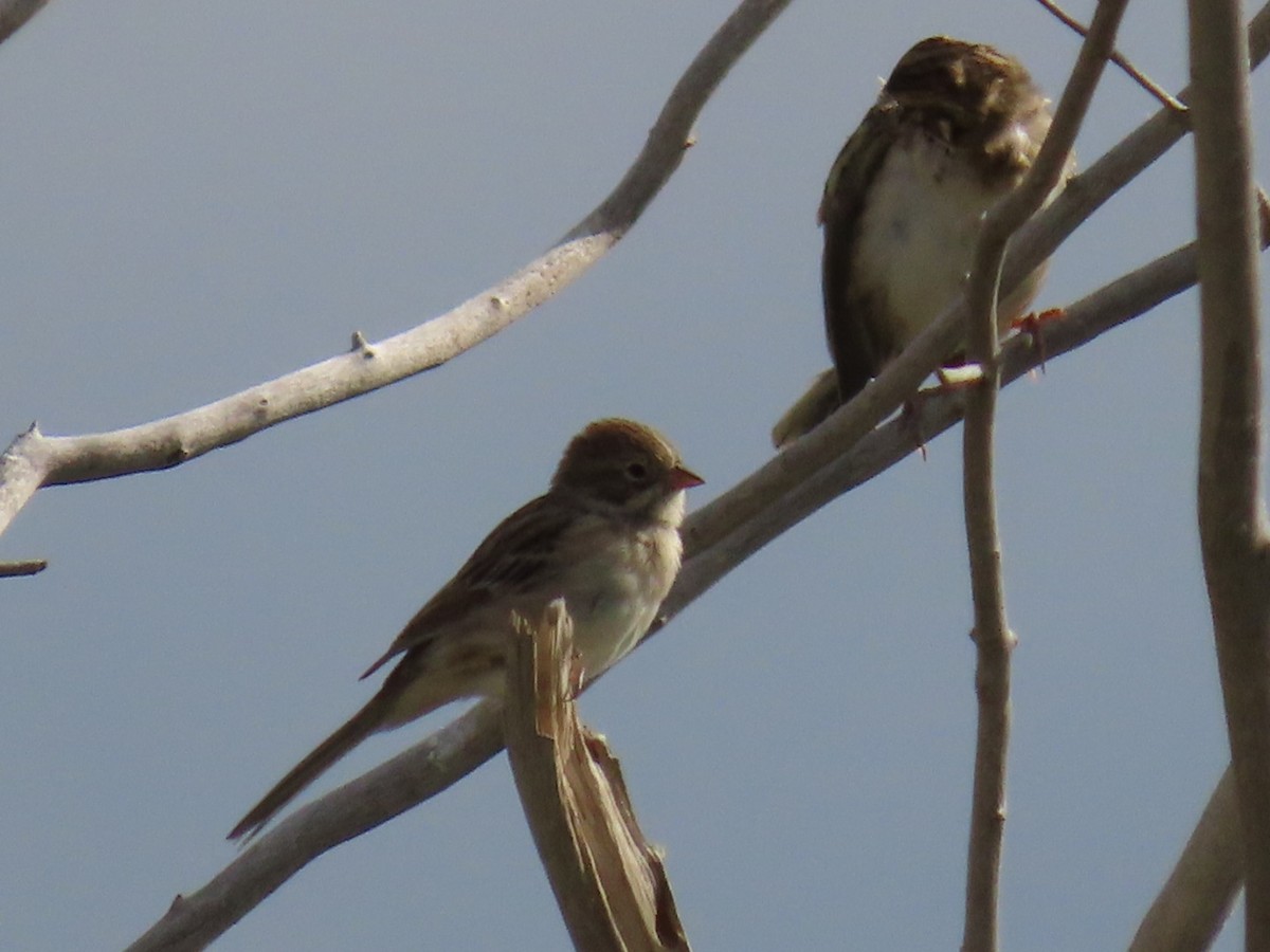 Brewer's Sparrow - ML622715516