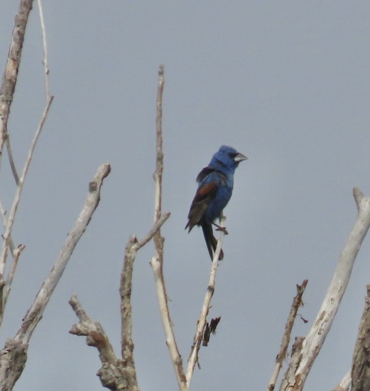 Blue Grosbeak - ML622715531