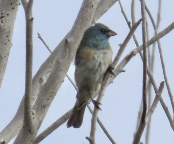 Lazuli Bunting - Diane Roberts