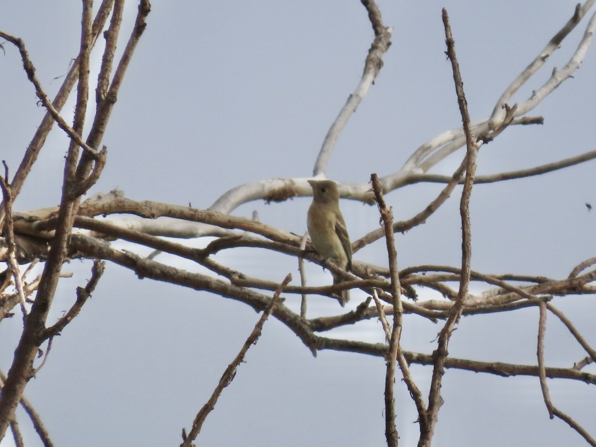 Lazuli Bunting - ML622715540